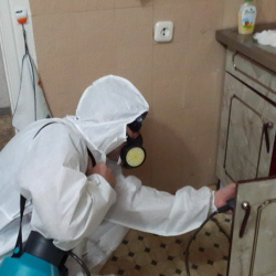 Дезинфекция от муравьев в квартире в Среднеуральске